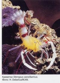94 Креветки Stenopus zanzibaricus