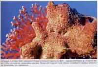 Аквариум с незооксантельными кораллами