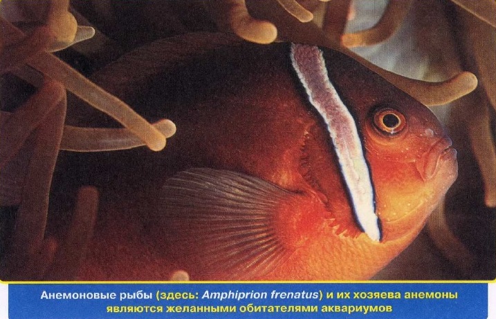 Анемоновые рыбы