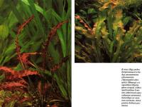 Апоногетон удлиненный (Aponogeton elongatis) и а. курчавый (Aponogeton crispus)