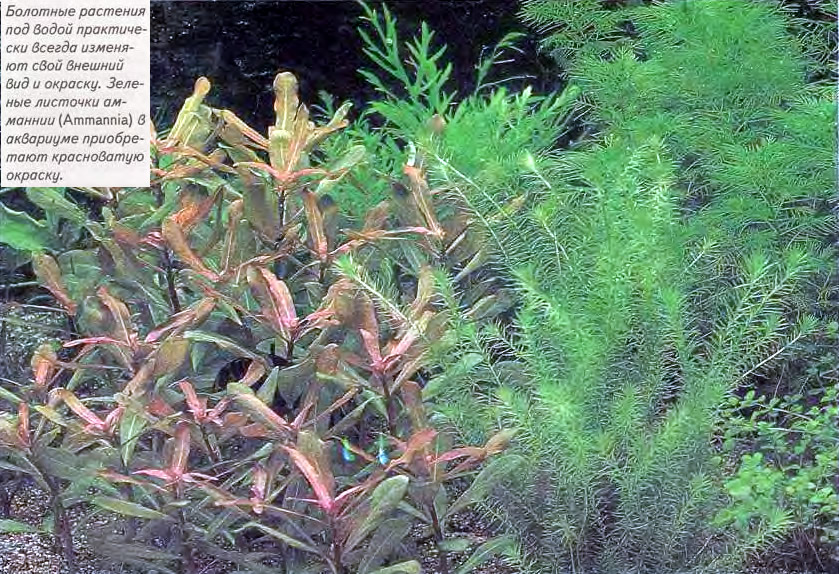 Болотные растения под водой изменяют свой внешний вид и окраску