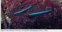 Бычки Gobiosoma oceanops в 10-литровом аквариуме