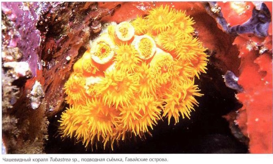 Чашевидный коралл Tubastrea sp.