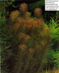 Чувствительная ротала Воллиха (Rotala wallichii)