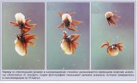 Деление анемона «Anemonia» cf.manjano в наноаквариуме