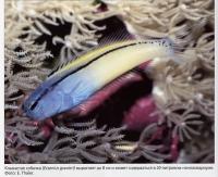 Ecsenius gravieri вырастает до 8 см, и требует 20л аквариума для содержания