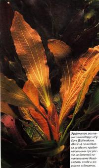 Эффектное растение эхинодорус «Рубин» (Echinodorus «Rubin»)