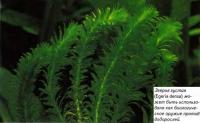 Эгерия густая (Egeria densa)