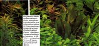 Эхинодорус (Echinodorus) «Оцелот»