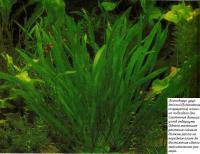 Эхинодорус уругвайский (Echinodorus uruguayensis)