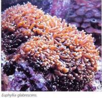 Euphyllia glabrescens