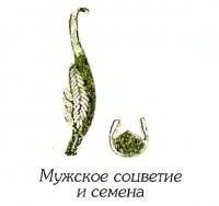 Филлоспадикс иватенский (фрагменты)