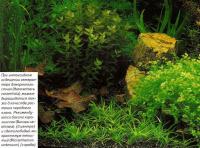Гетерантера взморниколистная (Heteranthera zosterifolia)