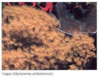 Гидра (Myrionema amboinensis)