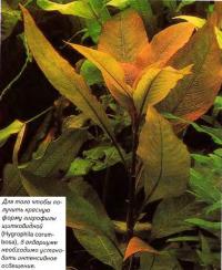 Гигрофила щитковидная (Hygrophila corumbosa)