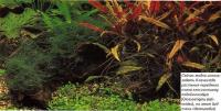 Глоссостигма повойничковая (Glossostigma elatinoides)