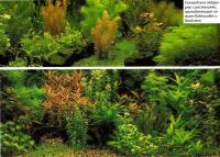 Голландские аквариумы с растениями