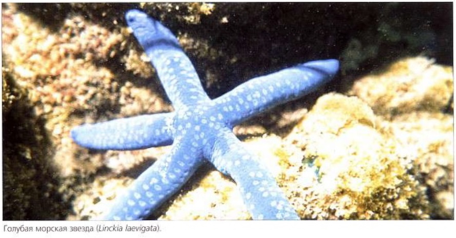 Голубая морская звезда (Linckia laevigata)