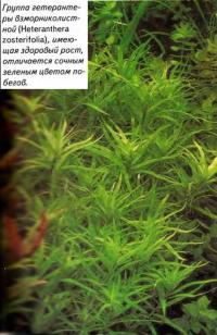 Гоуппа гетерантеры взморниколистной (Heteranthera zosterifolia)