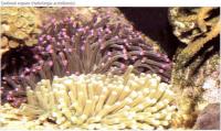 Грибной коралл (Heliofungia actiniformis)