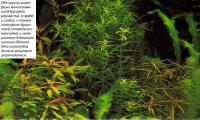 Группы гигрофилы многосемянной (Hygrophila polysperma)