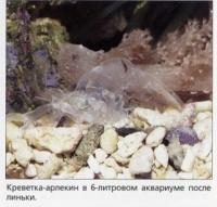 Hymenocera picta в 6-литровом аквариуме
