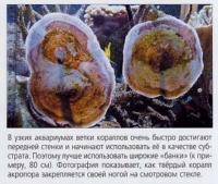 Как твёрдый коралл закрепляется на смотровом стекле