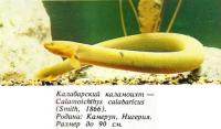 Калабарский каламоихт