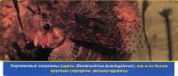 Карликовые скорпены - ядовиты