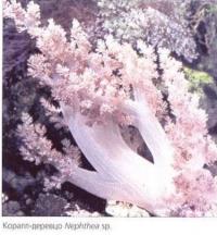 Коралл-деревцо Nephthea sp.