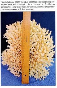 Коралл Pocillopora damicornis