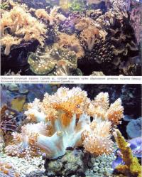 Кораллы Capnella sp.