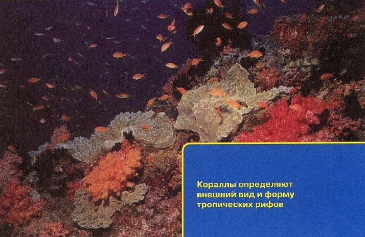 Кораллы - основа рифов