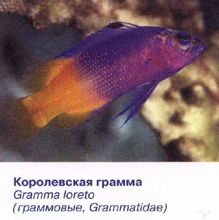 Рыба Грамма Фото