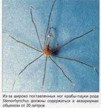 Краб-паук рода Stenorhynchus