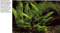 Криптокорина Бекетта (Cryptocoryne beckettii)