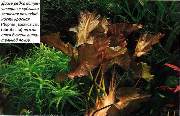 Кубышка японская разновидность красная (Nuphar japonica var. rubrotincta)
