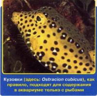 Кузовки