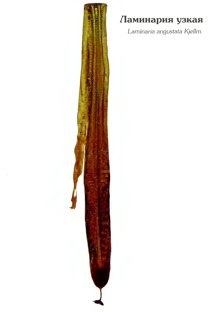 Ламинария узкая (Laminaria angustata Kjellm.) (Природа/Морские ...