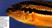 Меланохромис золотой (Melanochromis auratus)
