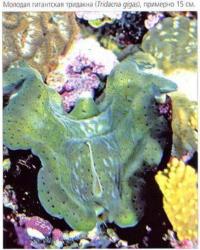 Молодая гигантская тридакна (Tridacna gigas)