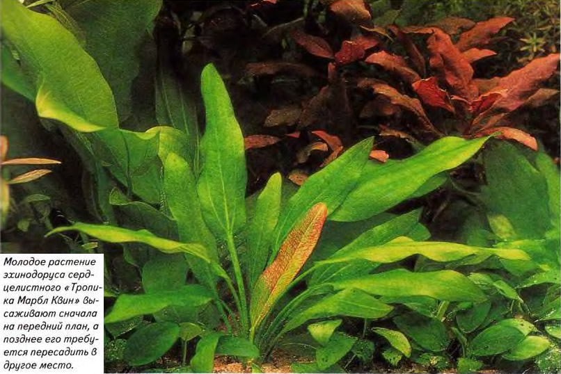Молодое растение эхинодоруса сердцелистного «Тропика Марбл Квин»