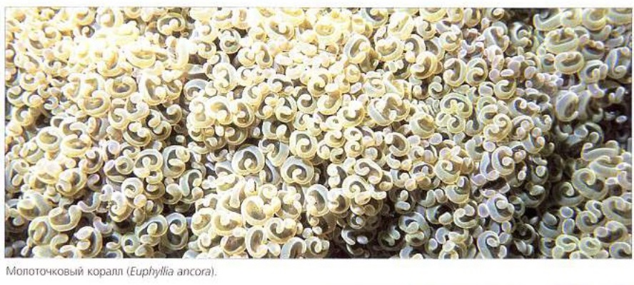 Молоточковый коралл (Euphyllia ancora)