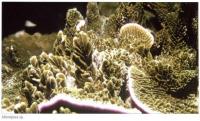 Montipora sp.