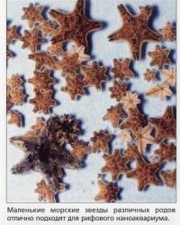 Морские звёзды отлично подходят для нано-рифа