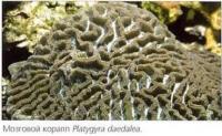 Мозговой коралл Platygyra daedalea