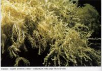Мягкий коралл рода Anthelia