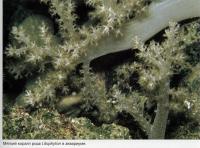 Мягкий коралл рода Litophyton
