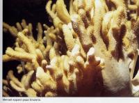 Мягкий коралл Sinularia