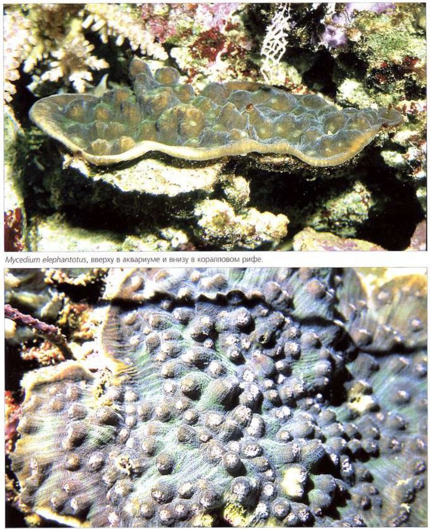 Mysedium elephantotus в аквариуме и природной среде
